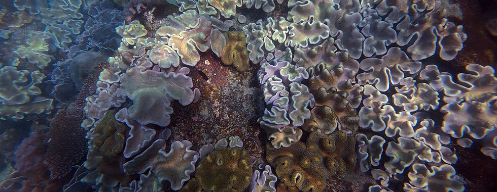 Toadstool leather coral (Sarcophyton) colony on Kim Quy Reef, Phu Quoc