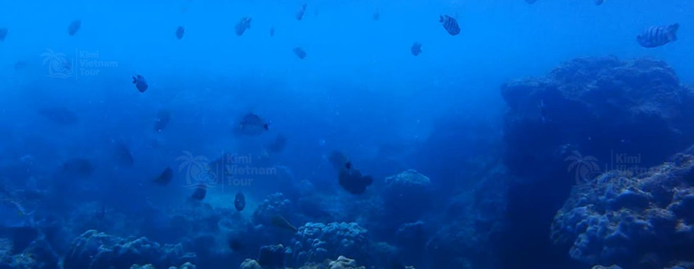 Gam Ghi Reef with Porites coral and marine life, Phu Quoc