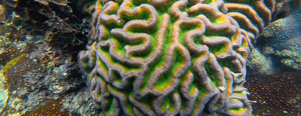 Brain coral (Lobophyllia) on M Reef, Phu Quoc