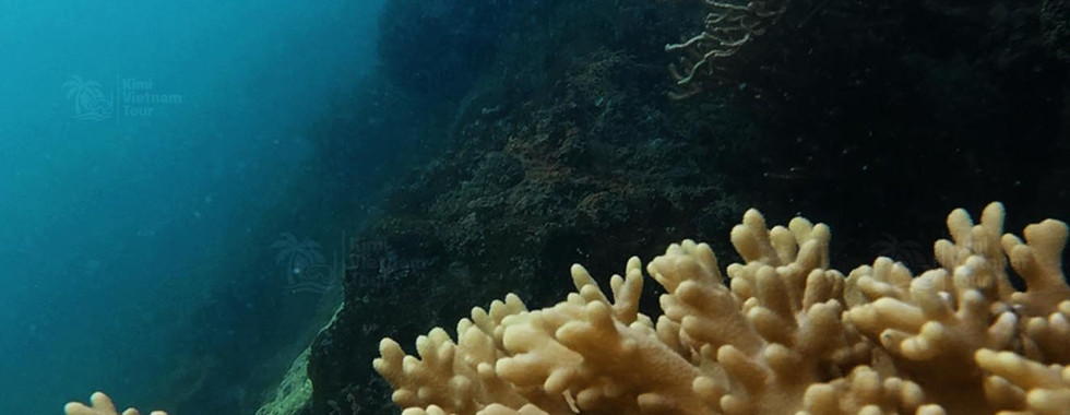 Finger leather coral (Sclerophytum) on M Reef, Phu Quoc
