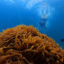 Children snorkeling above coral reefs in Phu Quoc, Vietnam.