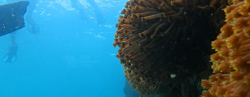 Healthy flower pot coral (Goniopora) colony on Bat Reef, Phu Quoc
