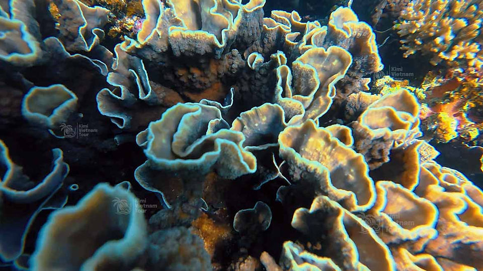 Close-up of Echinopora lamellosa coral at Buom Reef, Phu Quoc