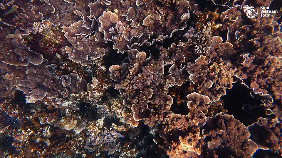 Echinopora lamellosa (leaf coral) forming a giant colony on Buom Reef, Phu Quoc