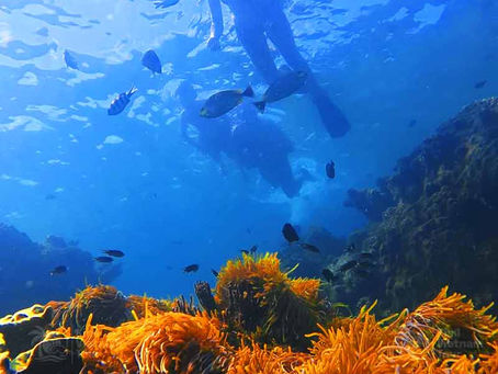 Best Snorkeling in Phu Quoc (Dry Season)