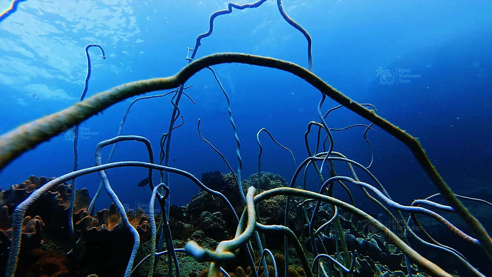 wip coral try scuba diving phu quoc