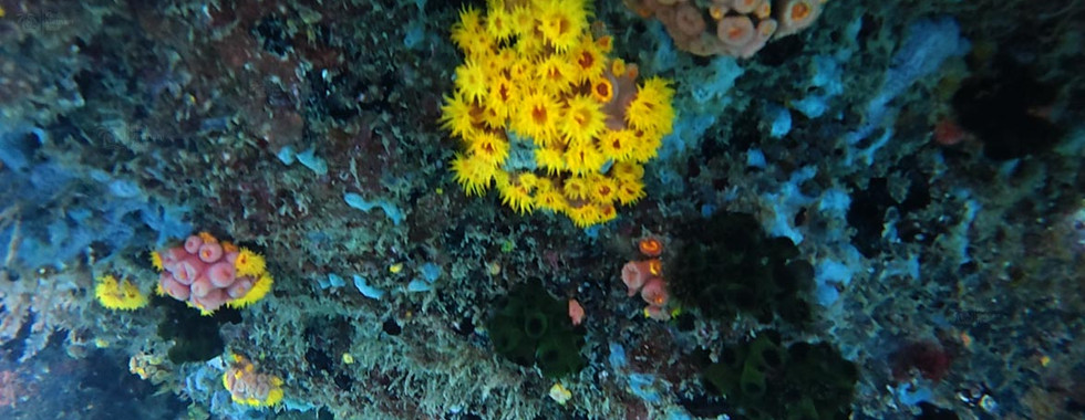 Sun coral (Tubastraea coccinea) on Bat Reef, Phu Quoc