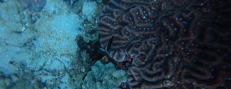 Brain coral (Lobophyllia) on Mong Tay Reef, Phu Quoc
