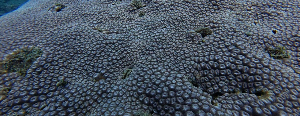 Diploastrea heliopora (honeycomb coral) forming a huge old boulder colony on Bat Reef, Phu Quoc