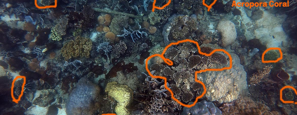 Acropora corals highlighted with orange circles among other coral species