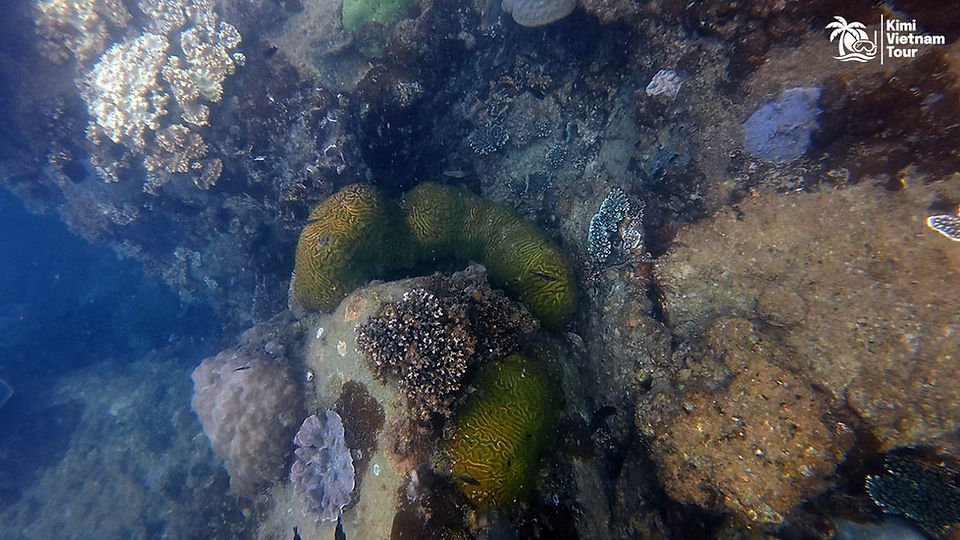 Brain coral (Lobophyllia) on bat Reef, Phu Quoc