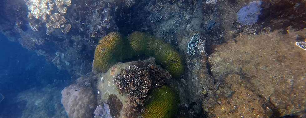 Brain coral (Lobophyllia) on bat Reef, Phu Quoc