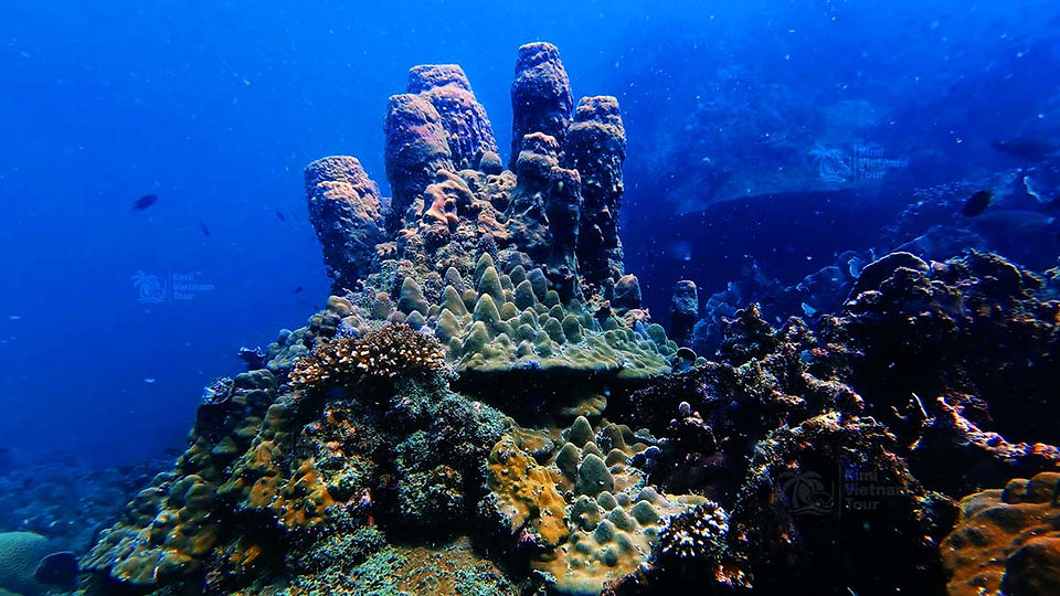 Sponge barrels growing on Porites coral at Bat Reef, Phu Quoc