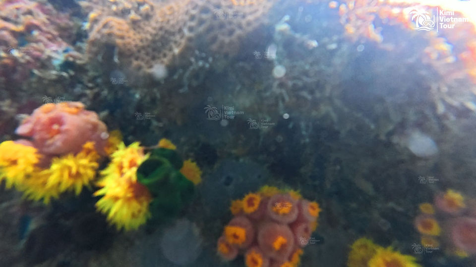 Sun coral (Tubastraea coccinea) on Bat Reef, Phu Quoc