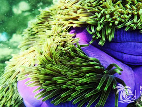 Magnificent sea anemone (Heteractis magnifica) - Snorkeling in Phu Quoc with Kimi Vietnam Tour