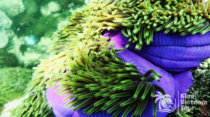 Magnificent sea anemone (Heteractis magnifica) glowing on the reef of Mong Tay island during snorkeling with Tomas & Van Anh - Kimi Vietnam Tour Phu Quoc