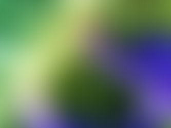 Magnificent sea anemone (Heteractis magnifica) - Snorkeling in Phu Quoc with Kimi Vietnam Tour