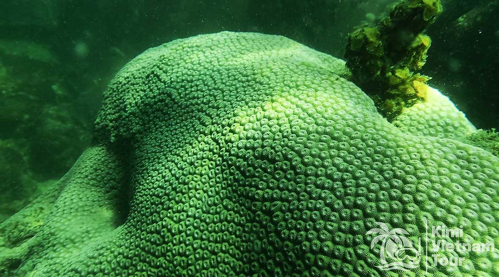 Beautiful colony of Honeycomb coral (Diploastrea heliopora) on the reef at Gam Ghi island during snorkeling with Tomas & Van Anh - Kimi Vietnam Tour Phu Quoc