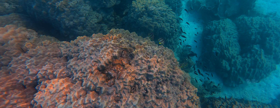 Porites coral on Gam Ghi Reef, Phu Quoc