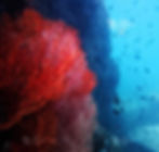 Hon Thom Cable car island underwater sea fan, Phu Qouc