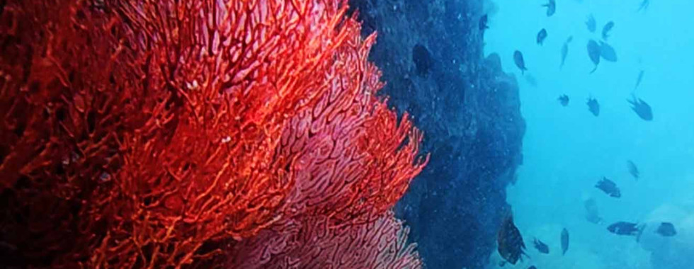 Red sea fan (Melithaea) on the reef near Hon Thom Island, Phu Quoc