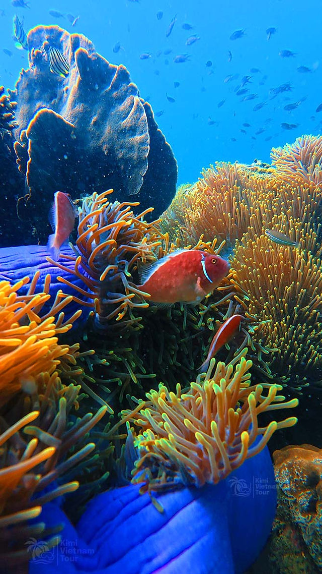 Clownfish among sea anemones at Kim Quy Reef, Phu Quoc