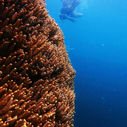 snorkelers exploring giant finger leather coral sinularia colony at bat reef hon doi while snorkeling, south phu quoc, clear tropical water and rich soft coral reef structure