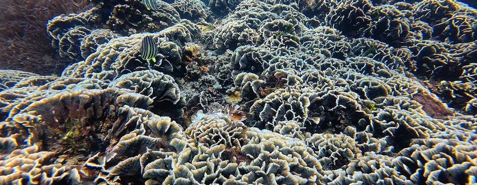 Pavona frondifera coral forming a massive colony covering the seabed on Buom Reef, Phu Quoc