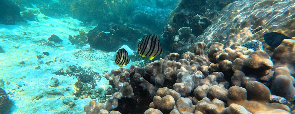 Porites coral on May Rut Trong Reef with an eightbanded butterflyfish (Chaetodon octofasciatus), Phu