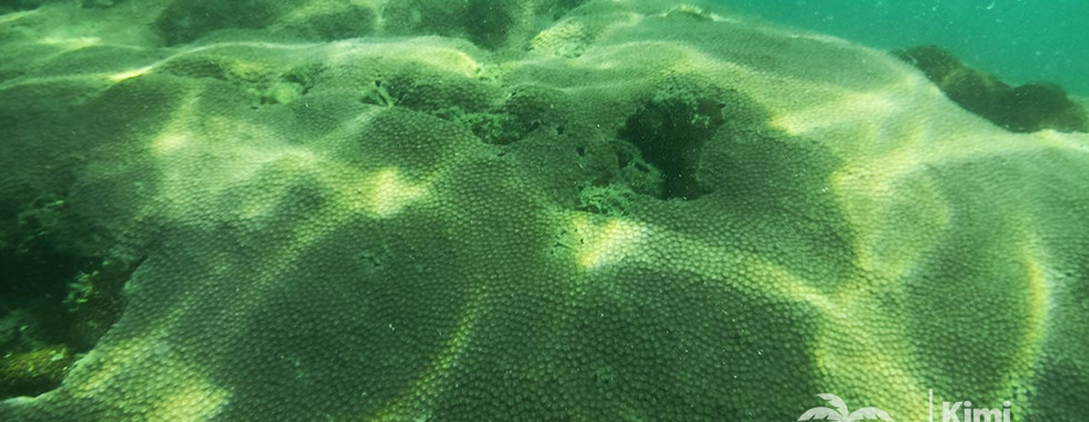 Giant boulder colony of Diploastrea heliopora (honeycomb coral) on Gam Ghi Reef, Phu Quoc