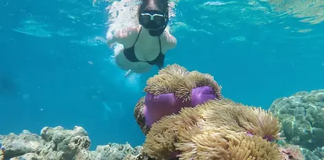 Snorkeling on Phu Quoc island and is seeing clown fish.webp