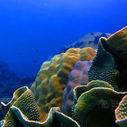 Turbinaria and Porites corals stretching across the sea floor at the Hon Kim Quy reef