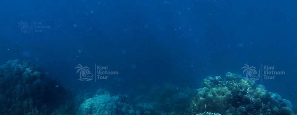 Snorkeler above toadstool leather coral (Sarcophyton) on Kim Quy Reef, Phu Quoc