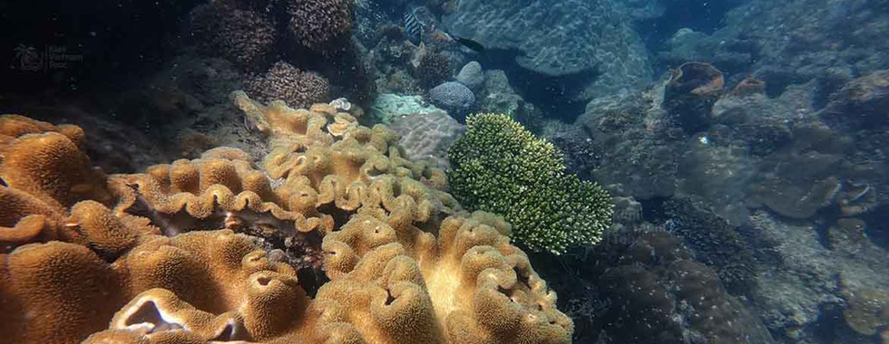 Toadstool leather coral (Sarcophyton) on Hon Thom Reef, Phu Quoc