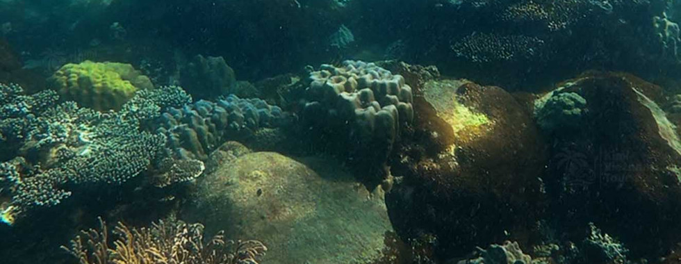 Sea bush coral (Rumphella) on Kim Quy Reef, Phu Quoc