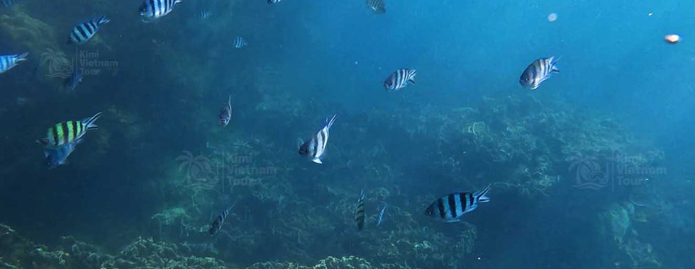 Echinopora lamellosa (leaf coral) forming a giant colony on Buom Reef, Phu Quoc