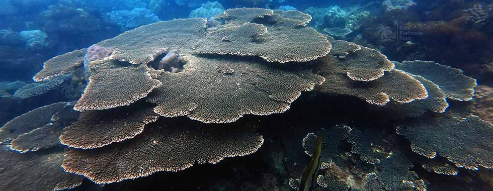 Table coral Acropora hyacinthus on Hon Roi Reef, a laminar coral colony in Phu Quoc