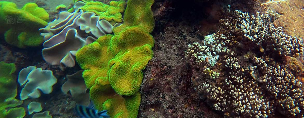 Toadstool leather coral (Sarcophyton) on Bat Reef, Phu Quoc