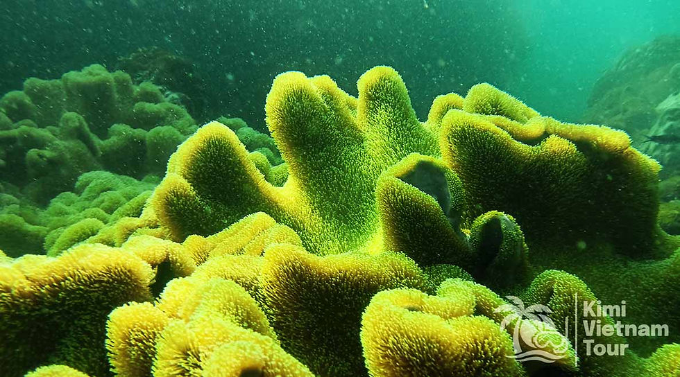 Sarcophyton toadstool leather coral swaying on the Buom island reef during a snorkeling trip with Tomas & Van Anh - Kimi Vietnam Tour Phu Quoc