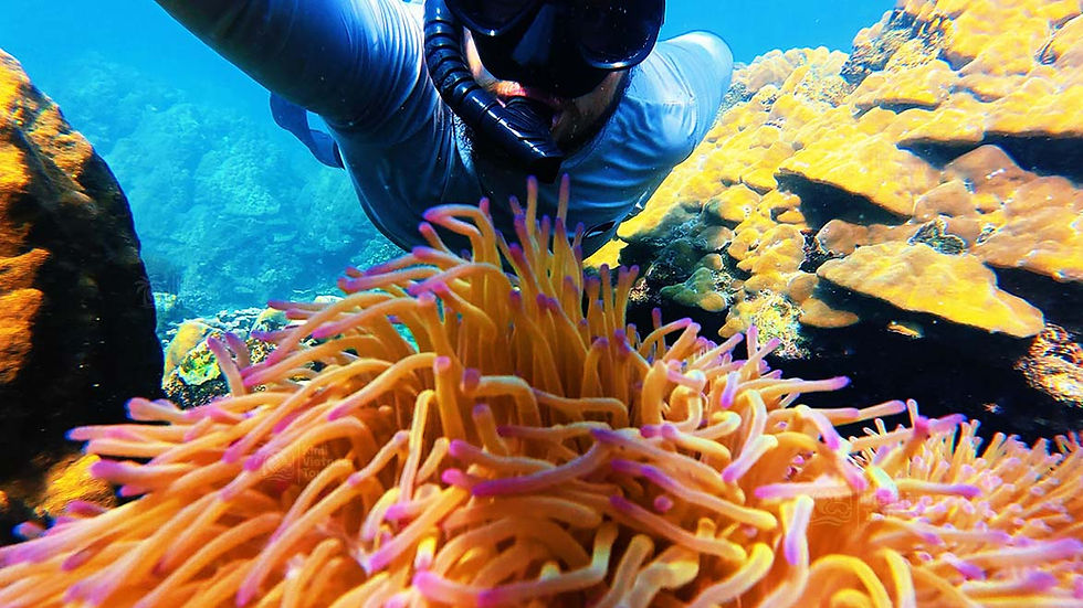 Tomas Komrska beside sea anemones at Mong Tay Island, Phu Quoc