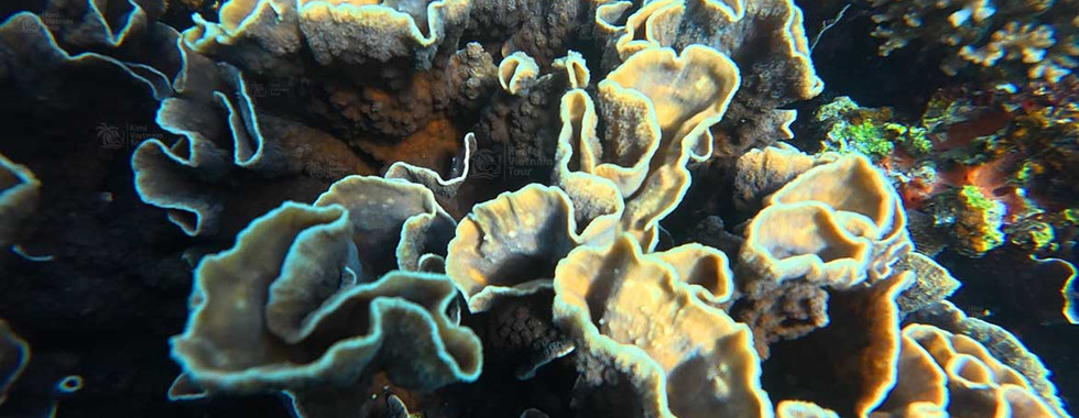Echinopora lamellosa (leaf coral) forming a giant colony on Buom Reef, Phu Quoc