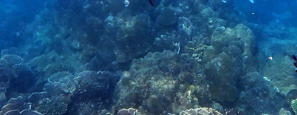 Pavona decussata coral on Kim Quy Reef with parrotfish swimming around the reef, Phu Quoc