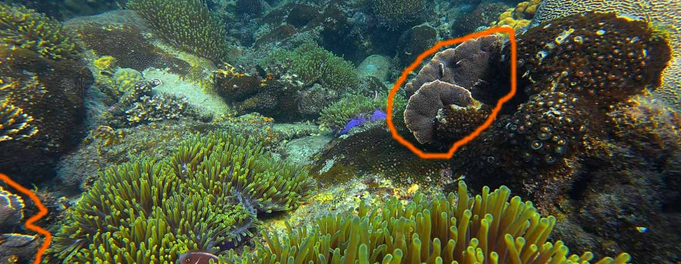 Small Pavona decussata coral colony on Kim Quy Reef among sea anemones, Phu Quoc