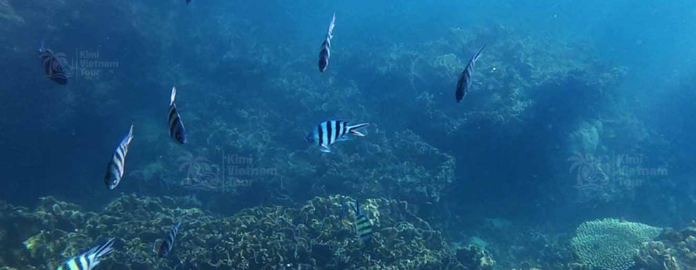 Echinopora lamellosa (leaf coral) forming a giant colony on Buom Reef, Phu Quoc