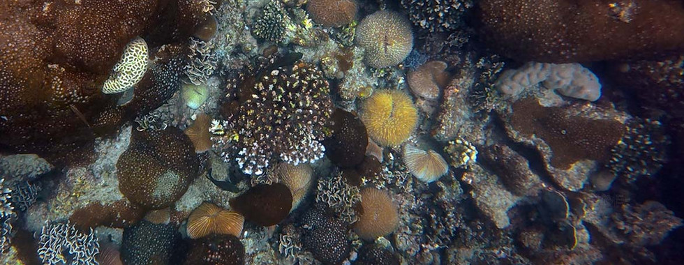 Surface view of Fungia coral on Bat Reef, Phu Quoc