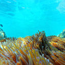 Sea anemones in crystal-clear water on the May Rut reef in shallow depths of about 0.8m under the surface