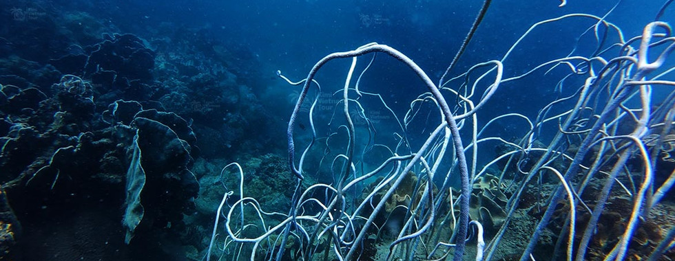 Whip coral (Junceella) on Bat Reef, Phu Quoc