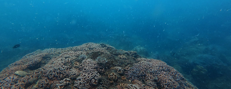 Brain coral (globally threatened Lobophyllia hemprichii) on Kim Quy Reef, Phu Quoc