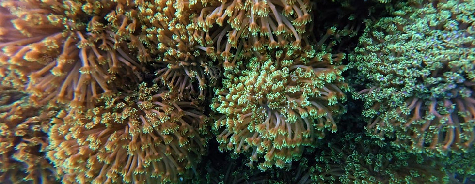 Healthy flower pot coral (Goniopora) colony on Bat Reef, Phu Quoc