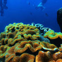 Amazing soft leather toadstool corals swaying gently in the current at the reef, phu quoc snorkeling with Tomas and Van Anh - Kimi Vietnam Tour.